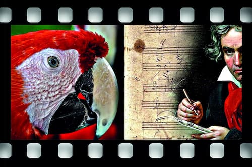 Perroquets-pour-film(1)